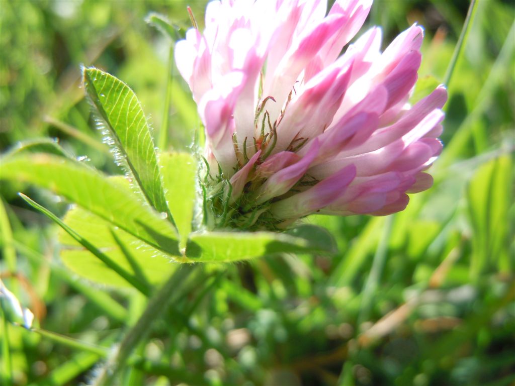 Trifolium da determinare - Trifolium cfr. pratense